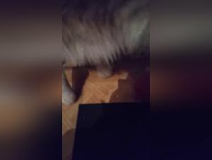 Puta y Perro - Foeteo Incestuoso