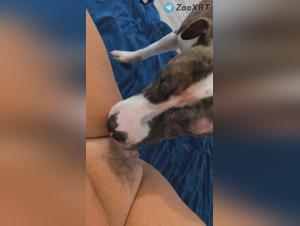 Girl Dog Lick Frenzy