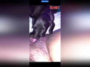 Dog and black woman in an intense bestiality session