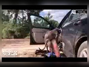 A woman and her canine accomplice in a zoophilia video