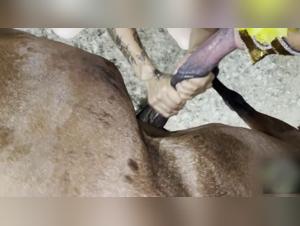 Bestiality video with a horse