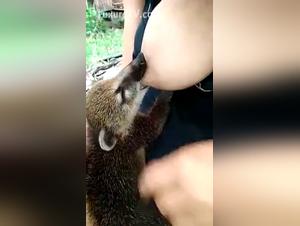breastfeeding coati xxx