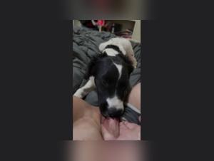 Mature woman and her dog: Bestiality sex video