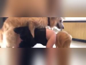 Compilation Hardcore: Chiennes Baise Chien