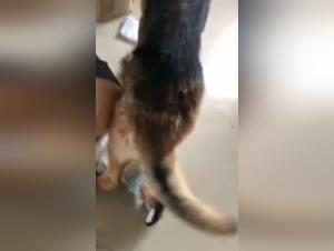Perro folla a chica salvaje