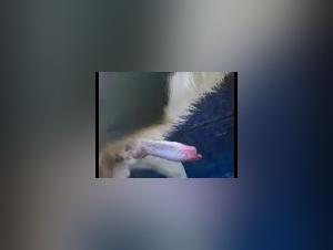 Zoophilia: A Woman and Her Dog