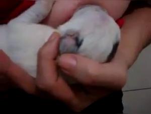 Woman Breastfeeding a Puppy: A Forbidden and Sensual Experience