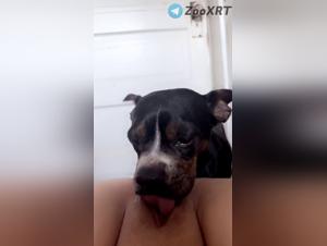 baise canine sauvage