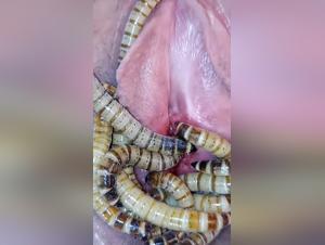 Flesh-eating larvae and bestiality: an extreme experience