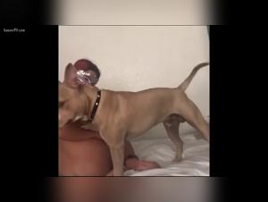 zootubex animalpornrocks