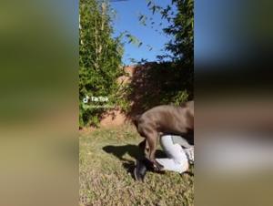 Extreme Bestiality: Zoophilia Video with a Dog