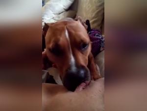 Bestiality sex with a dog and a woman