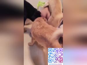 Dog gangbang in an Asian room - Part 2