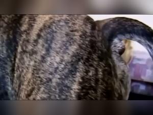 Forbidden Encounter: Woman and Dog