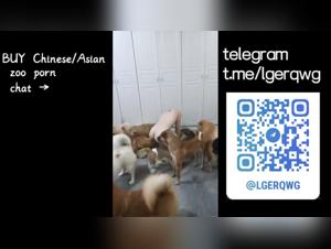 Asian Girl's Intense Dog Gangbang Experience