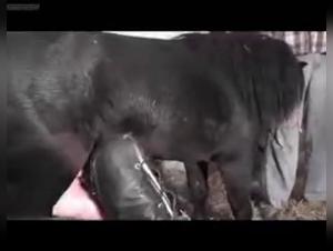 Woman Craves Cock - Zoophilia Fantasy Comes Alive