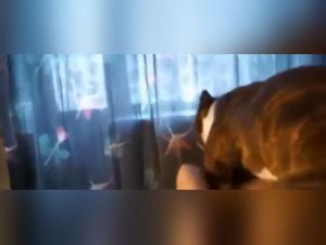 Passionate Woman And Dogs: A Bestiality Sex Video Not To Be Missed