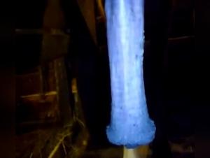 bestiality and animals