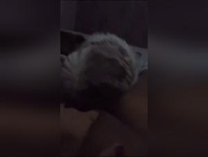 Bestiality and Zoophilia Sex Videos with Dogs