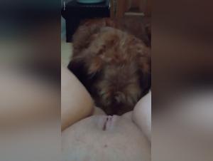 Délices Fétichistes:  Langue Sur Pussys Salvages
