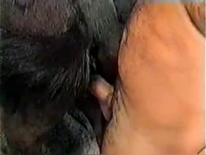 Cow Deep Fucks, Extreme Animal Sex