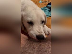 Salope suce son chien, bonheur animal
