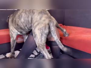 Fuck Hard: A Bestial and Extreme Encounter on Video