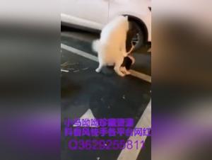 Woman and her dog in a beastly video