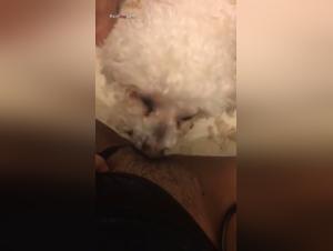 Bestiality Videos: Submissive Bitches and Mistresses