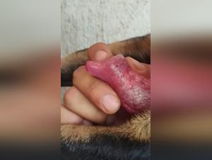 Nachbarschaftshund, tierischer Lust