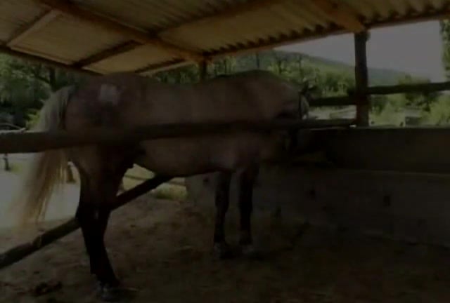 Pferd vögelt die Brünette