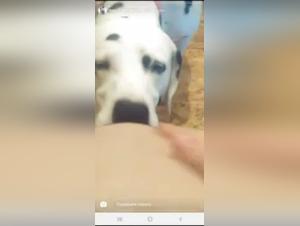 Perra Se Deja Follar Por Perro: Mensajes Privados
