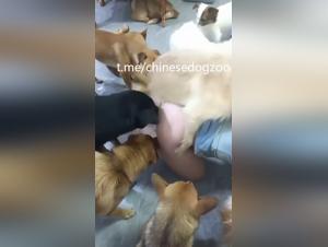 asian woman ravaged by 7 dogs