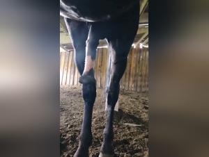 Untamed Desire Within the Stable Walls