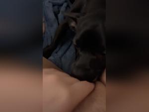 videos zoofilia dogsex amateur