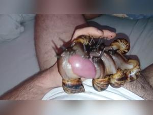 Naughty Snail: A Tale of Bestiality