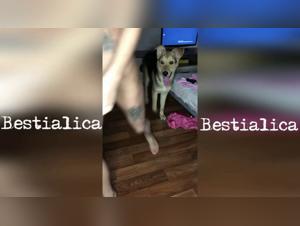 Dog fucking sex: XXX Video Pornzoofinder