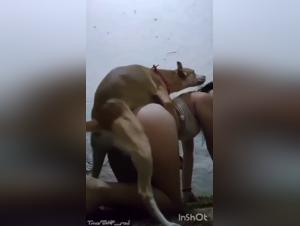 Webcam Chien Baise