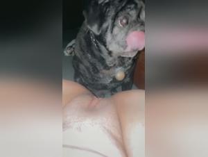 Dog licks a woman's private parts: an exciting zoophilia video