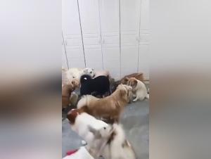 Ethical Dilemmas: Unveiling Dog Sexton