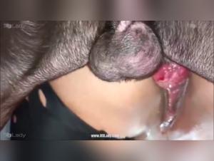 bestiality dog fuck tube