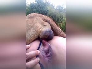 Passionate Bestiality: Stories and Animal Art in Porn Videos