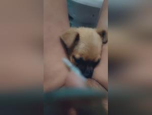 mon chien ma prend en levrette