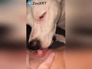 succion salvaje: perra y perro en acto