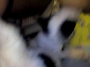 bestialite et emotion