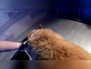 The Dog Sucker Girl, Prohibited Encounter