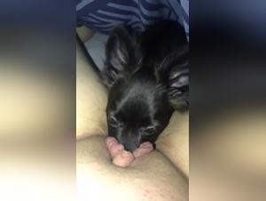 Submissive woman getting licked by a dog