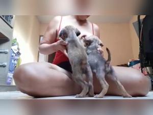 Bestiality Sex Video: female dog Breastfeeding Her Little