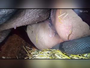 Pig Fucks