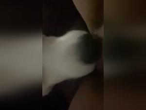 Chien lèche 2 - Plus de baise animale